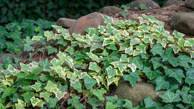 How To Save Your English Ivy From Leaf Spot (And Prevent Future Infections)
