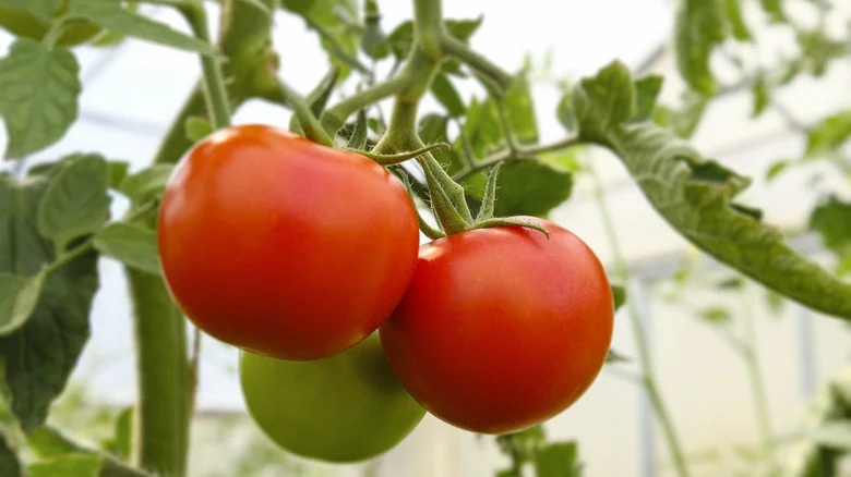How To Save Your Own Tomato Seeds, According To House Digest’s Master Gardener