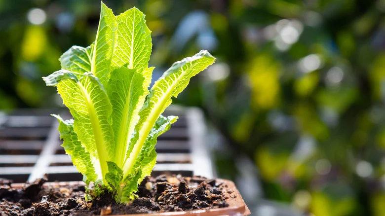 How To Start Growing Romaine Lettuce In Your Garden