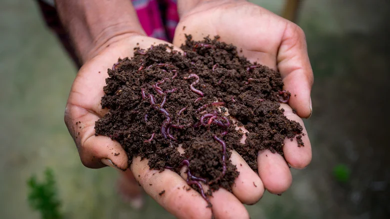 How To Start Your Own In-Ground Vermicompost Bin For Your Garden Beds