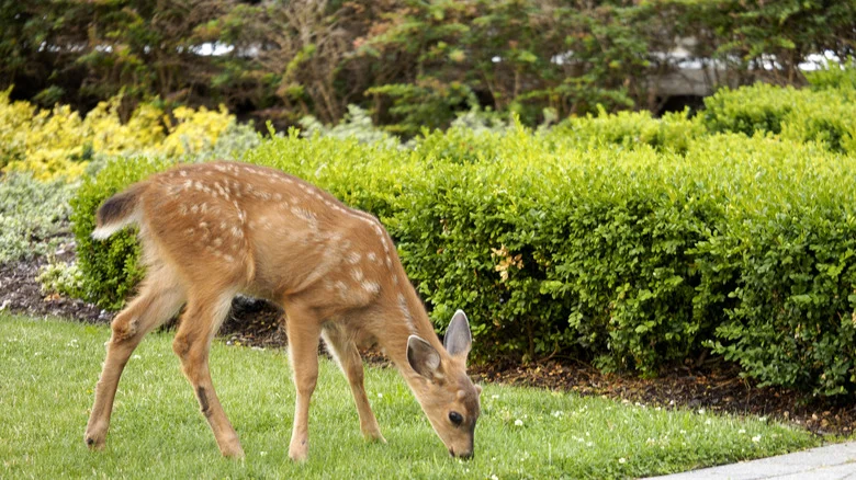 How To Stop Deer From Snacking On Your Lilies