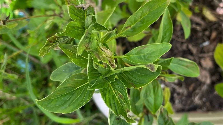How To Stop Your Basil Leaves From Wilting