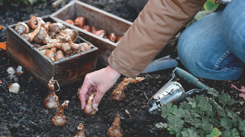 How To Strategically Plant Bulbs In Fall For Maximum Bloom Appeal In Spring