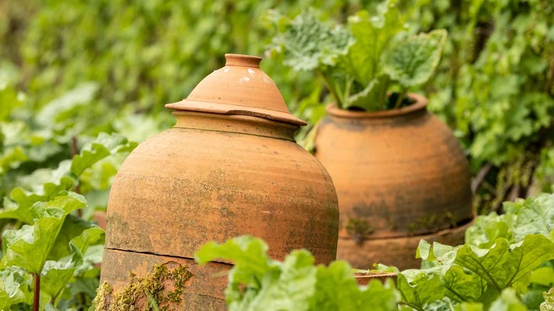 How To Successfully Force Your Rhubarb To Achieve An Earlier Harvest