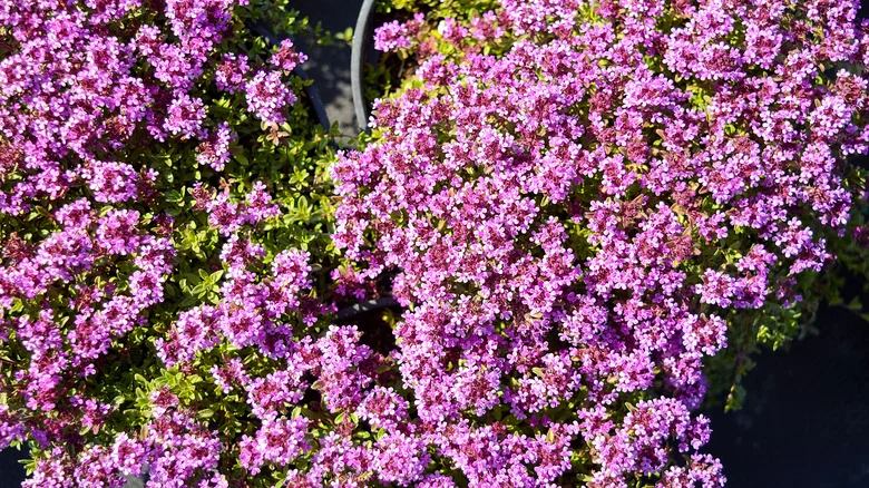 How To Successfully Grow A Creeping Thyme Plant