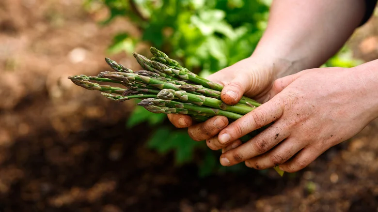 How To Successfully Grow Asparagus From Seed