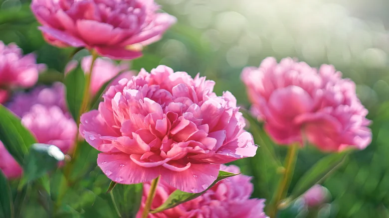How To Successfully Grow Peonies