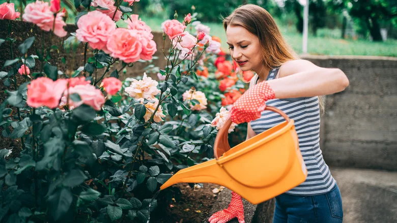 How To Take Care Of Your Prize Roses In Extreme Heat