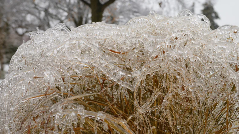 How To Take Care Of Your Switchgrass Through The Winter