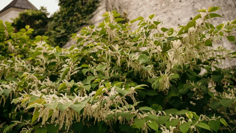 How To Take Down Invasive Japanese Knotweed Before It Destroys Your Yard