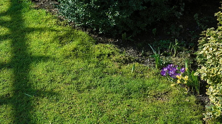 How To Tell If The Conditions Of Your Yard Are Suitable For A Moss Lawn