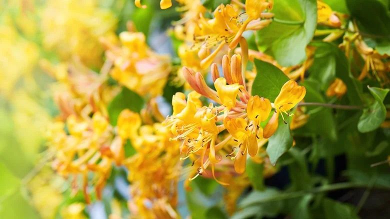 How To Tell If The Honeysuckle In Your Yard Is Native Or Invasive