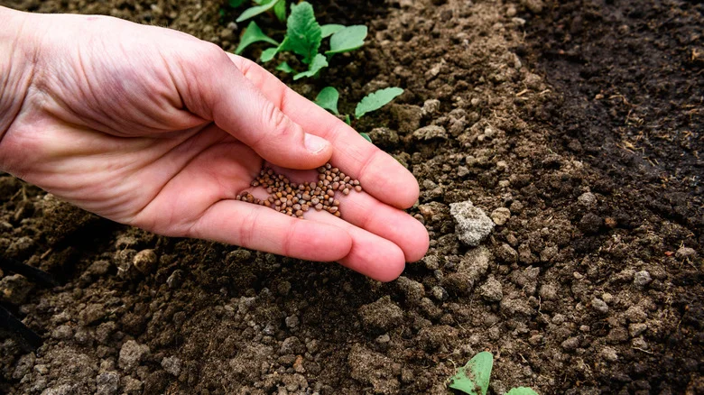 How To Tell If Your Garden Soil Is Ready For Planting With A Drainage Test