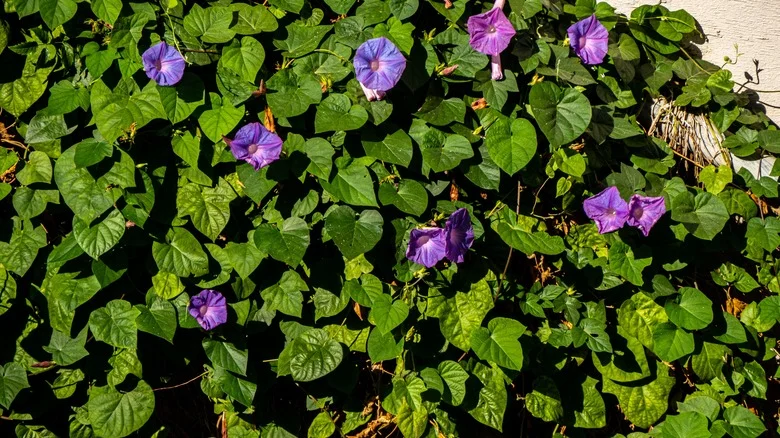 How To Tell If Your Morning Glories Are A Beautiful Addition Or An Invasive Pest