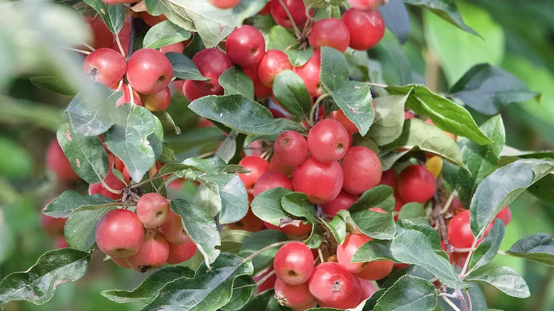 How To Tell The Difference Between An Apple Tree And A Crabapple Tree