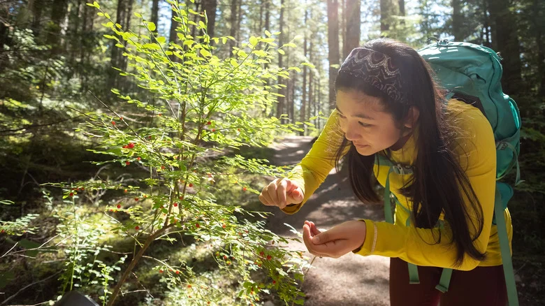 How To Tell The Difference Between Common Edible Plants And Their Poisonous Look-Alikes