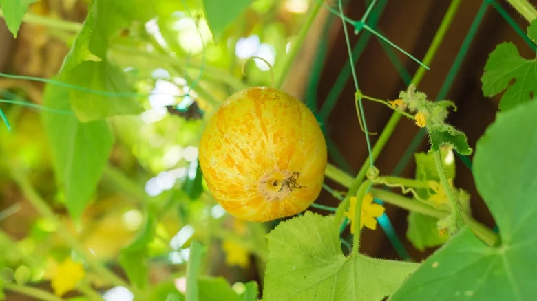 How To Tell When It’s Time To Harvest Lemon Cucumber Plants