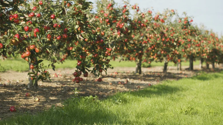 How To Tell Your Apple Blossoms Are Growing Fruit & When They’re Ready To Be Picked
