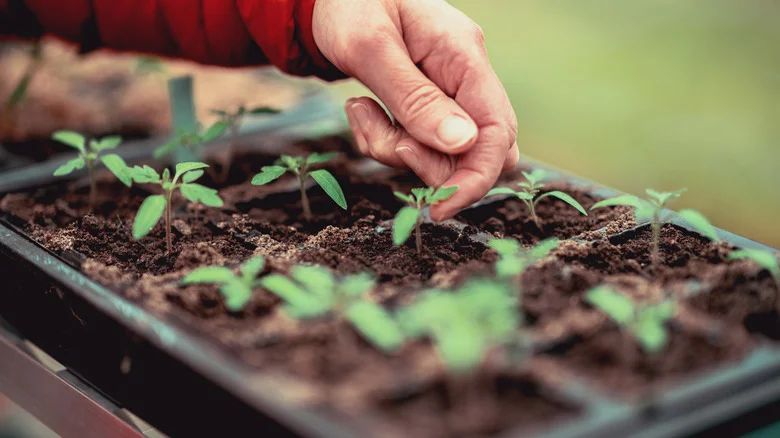 How To Thin Seedlings For A Bigger Harvest In Your Veggie Garden