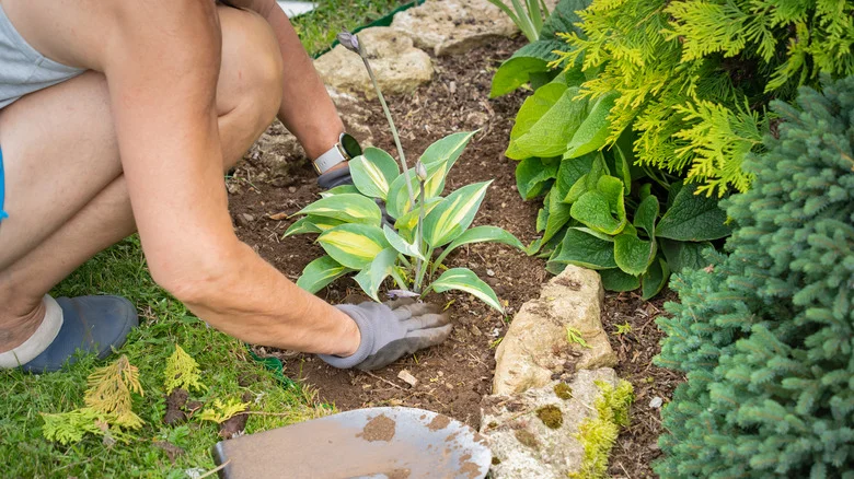 How To Transplant Hostas In Spring Like A Gardening Pro