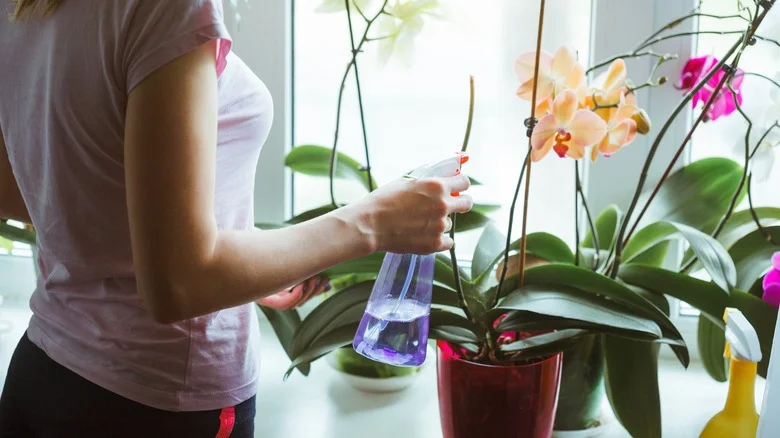 How To Treat Unwanted Black Mold On Your Orchid