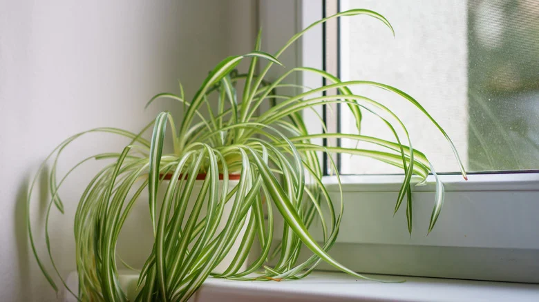 How To Turn A Simple Indoor Spider Plant Into A Big & Beautiful Statement Piece