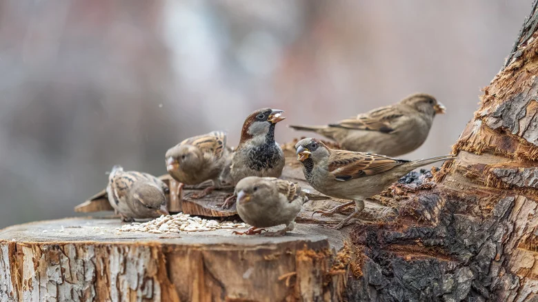 How To Turn Scrap Items In Your Home Into An Upcycled Bird Feeder