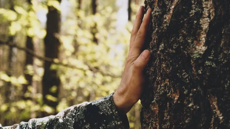 How To Use A Penny To Check The Health Of Your Trees