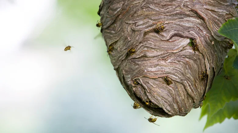 How To Use Boric Acid To Get Rid Of A Wasp Infestation