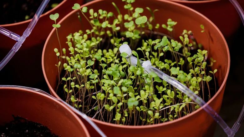 How To Use Drip Irrigation To Care For Planter Plants While You’re Away
