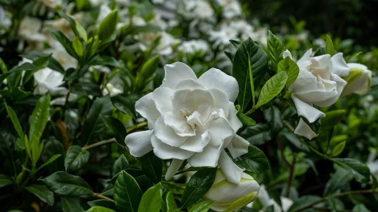 How To Use Gardenias Straight From The Garden To Get Rid Of Funky Home Odors