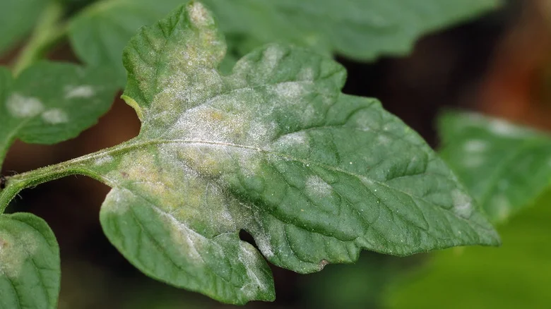 How To Use Hydrogen Peroxide To Control Powdery Mildew In Your Garden