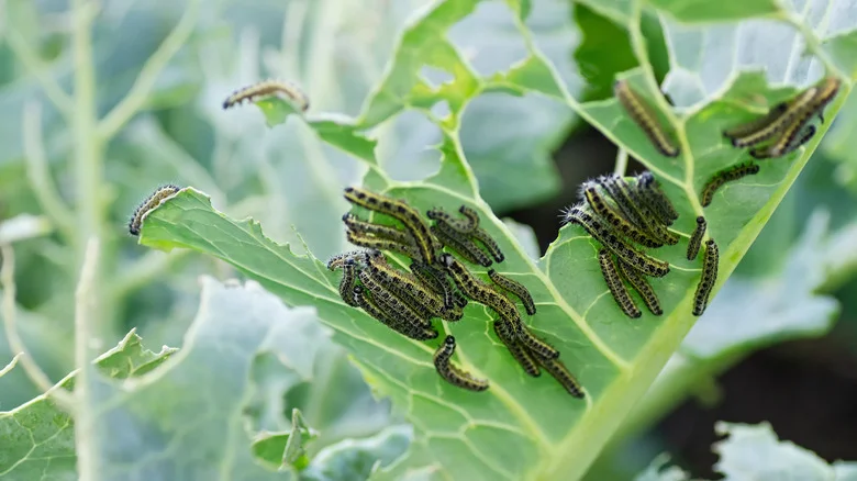 How To Use Mesh Bags To Protect Your Vegetable Garden From Pests