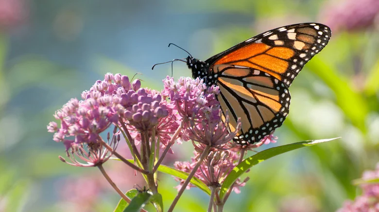 How To Use Milkweed From Your Garden To Raise Monarchs Indoors