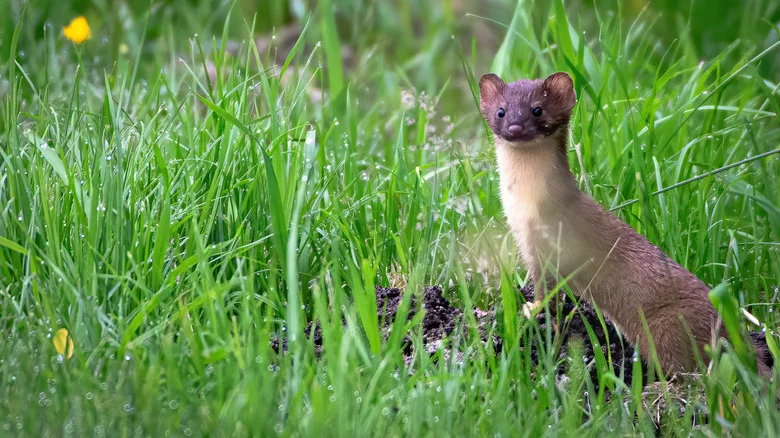 How To Use Your Morning Cup Of Coffee To Banish Weasels From Your Yard For Good