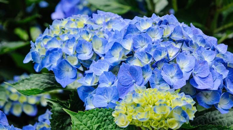 How To Water Your Blue Hydrangeas To Keep Their Color Vibrant