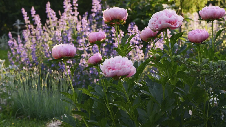 How To Winterize Peonies In November For Strong & Stunning Blooms In The Spring