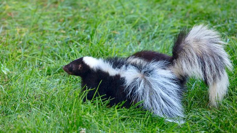 How Your Pet May Be Naturally Keeping Skunks Out Of Your Yard