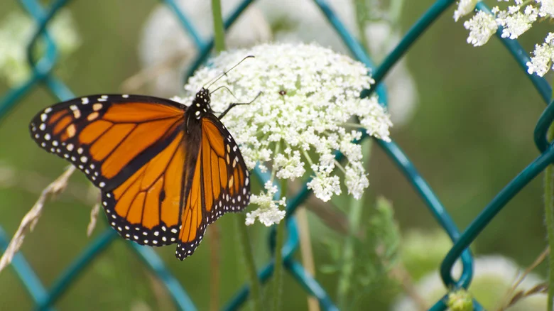 How Your Yard’s Fence Color Can Help Attract More Pollinators To Your Garden