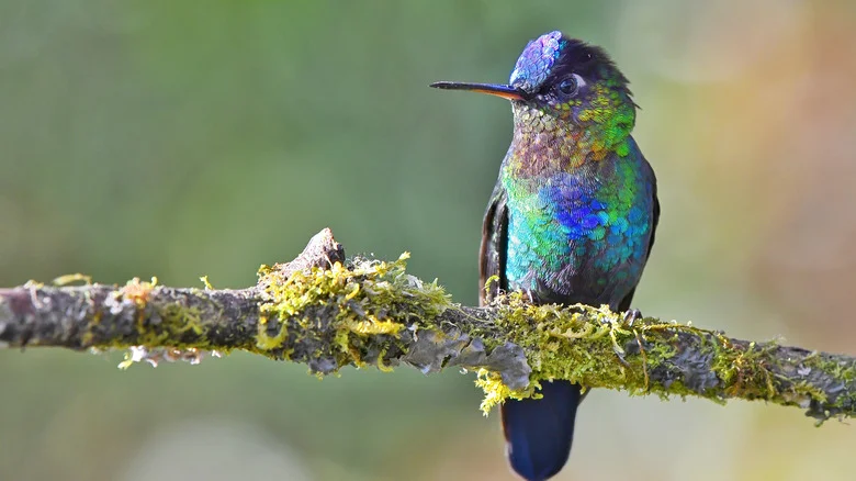 Hummingbirds Can’t Resist This Fragrant Night-Blooming Plant