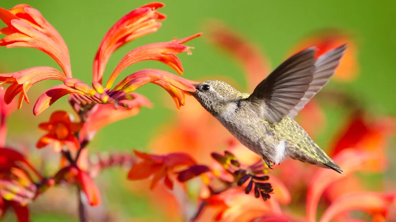 Hummingbirds Love Crocosmia Flowers, But Your Small Garden Won’t. Here’s Why