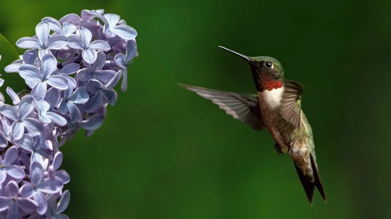 Hummingbirds Love Korean Lilac Trees (& There’s Another Benefit To Planting One)