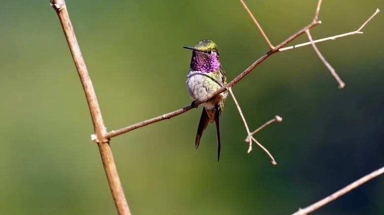 Hummingbirds Love This Dainty Flower That Packs A Punch In The Garden