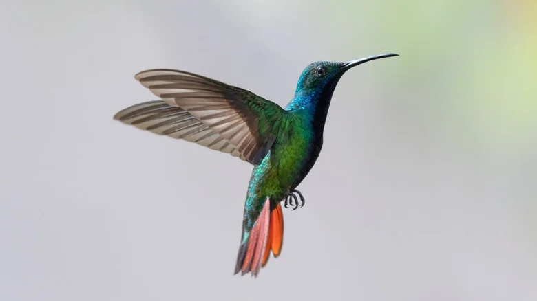 Hummingbirds Love This Native Plant (& It’ll Add Gorgeous Character To Your Yard)