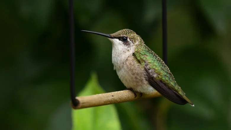 Hummingbirds Love This Pretty Perennial That’s Toxic To Humans
