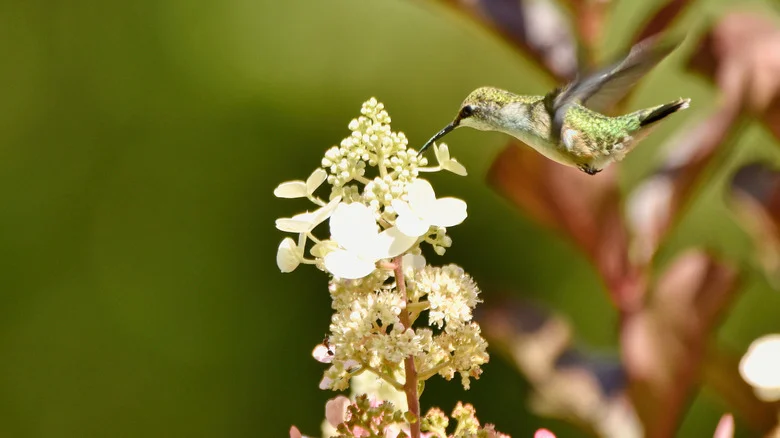 Hummingbirds Love This Uncommon Hydrangea Variety, But It Has Downsides