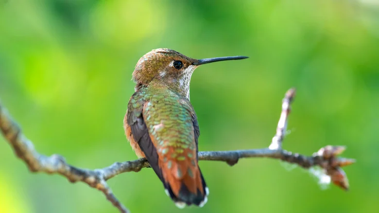 Hummingbirds Will Love These Plants In Your Hanging Baskets