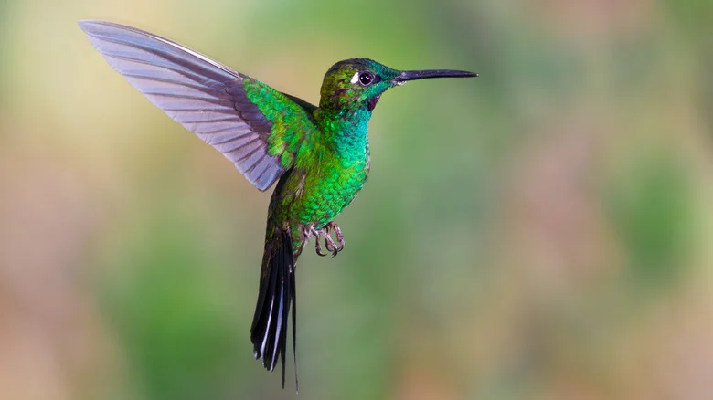 Hummingbirds Will Visit Your Yard For This Tall & Spikey Cottage Garden Flower