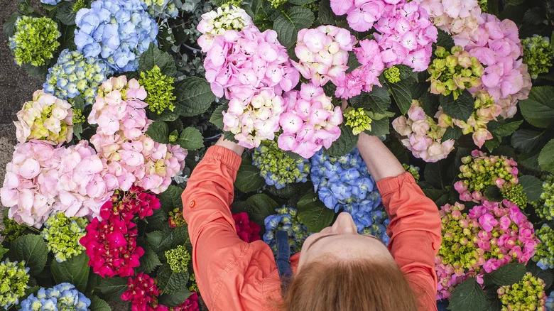 Hydrangeas Have A Hidden Benefit That Makes Them Perfect For Allergy-Free Gardens