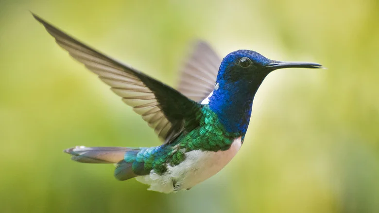 If Hummingbirds Aren’t Attracted To Your Flowers, This Could Be Why